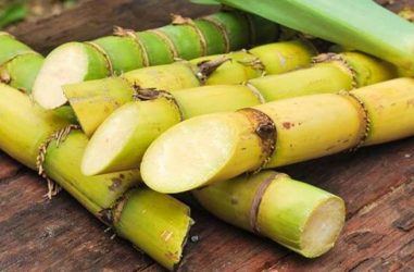 sugarcane BeFunky design  - زاجل نيوز