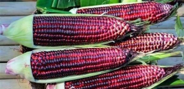 Doc P 578497 636911748578075434 329250 large  - زاجل نيوز