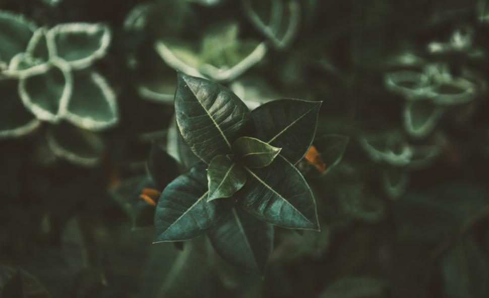 الزعتر للشعر e1567339317467 - زاجل نيوز