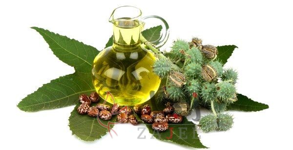 زاجل علاج للتجاعيد حول العين بزيت الخروع - زاجل نيوز