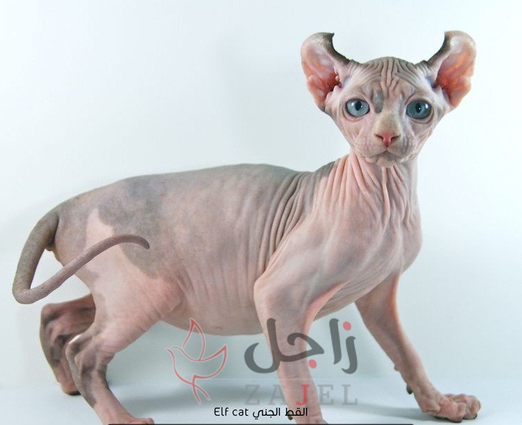 زاجل القط الجني - زاجل نيوز