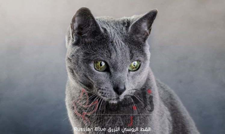 زاجل القط الروسي الأزرق - زاجل نيوز