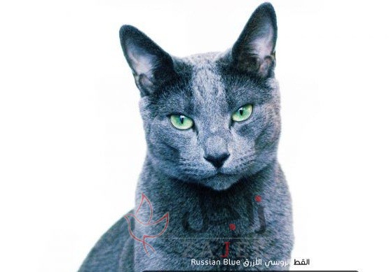 زاجل القط الروسي الأزرق2 - زاجل نيوز