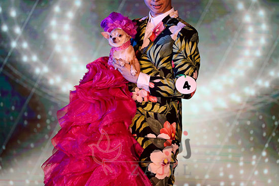 زاجل حيوان اليف - زاجل نيوز