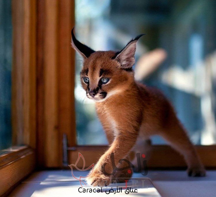 زاجل عناق الأرض 0 - زاجل نيوز