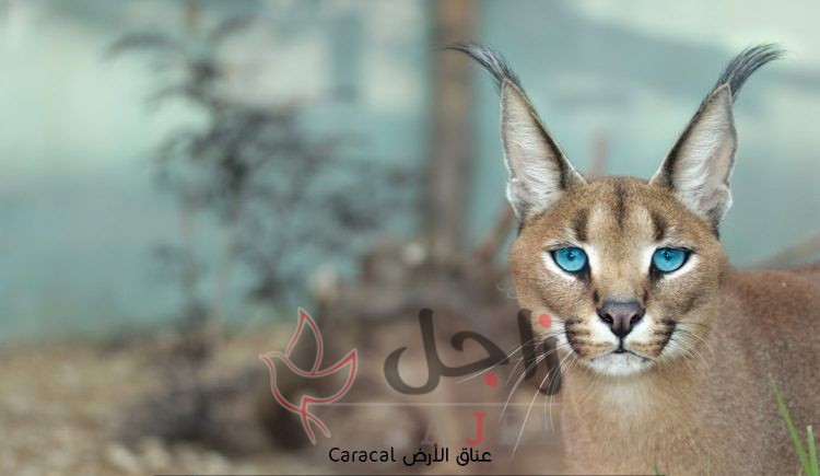 زاجل عناق الأرض - زاجل نيوز