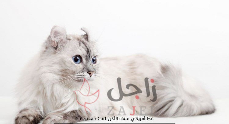 زاجل قط أمريكي ملتف الأذن - زاجل نيوز