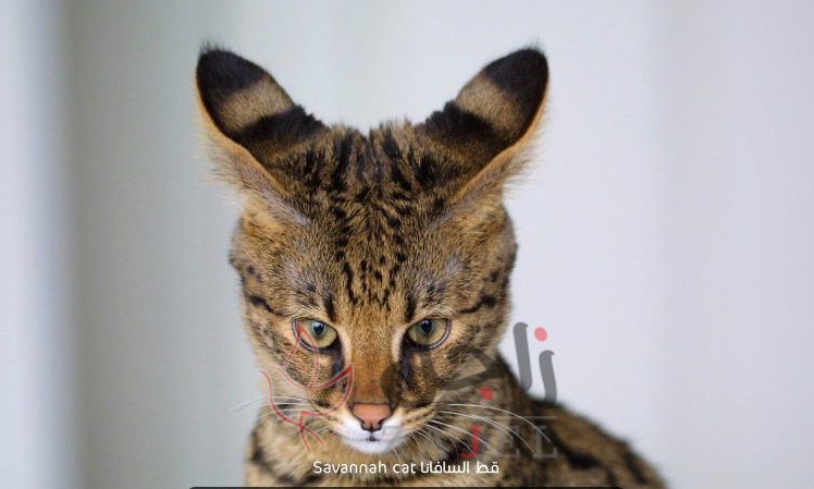 زاجل قط السافانا - زاجل نيوز
