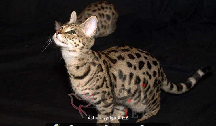 زاجل قط السواري - زاجل نيوز