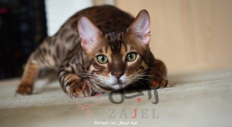 زاجل قطط البنغال - زاجل نيوز