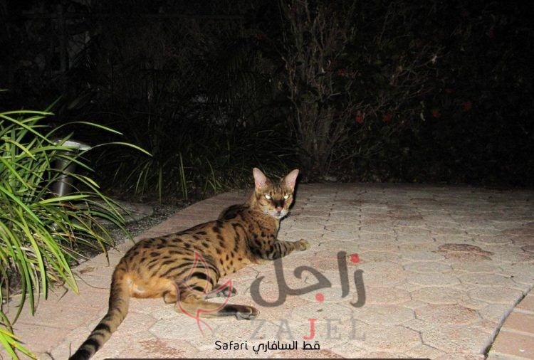 زاجل قطط السافاري - زاجل نيوز