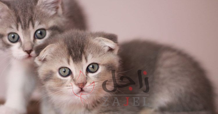 زاجل قطط الطيّة الإسكتلندي - زاجل نيوز