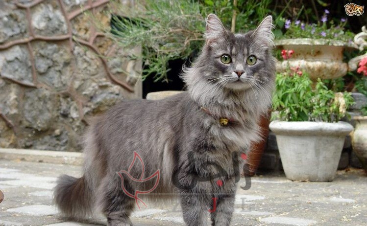 زاجل قطط الغابة النرويجي - زاجل نيوز