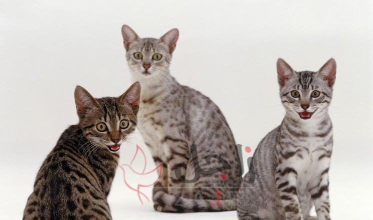 زاجل قطط الماو المصري - زاجل نيوز