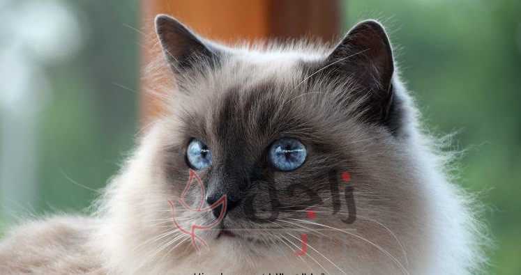 زاجل قطط الهيمالايا - زاجل نيوز