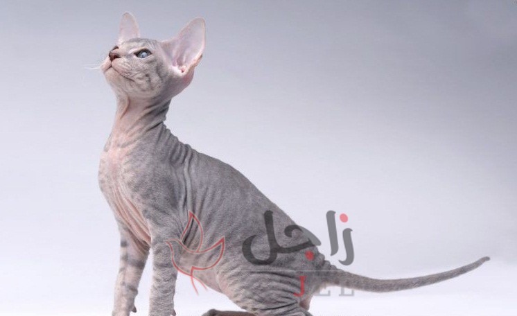 زاجل قطط بيتر بالد - زاجل نيوز