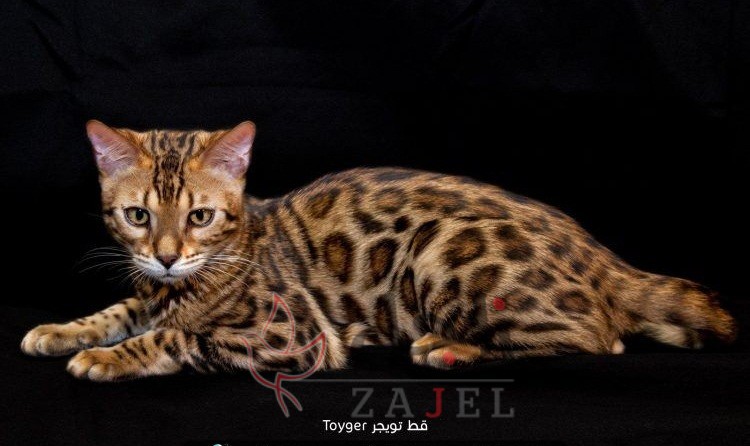 زاجل قطط تويجر - زاجل نيوز