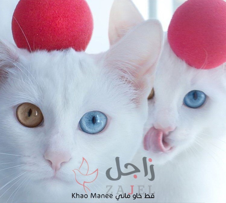 زاجل قطط خاو ماني - زاجل نيوز