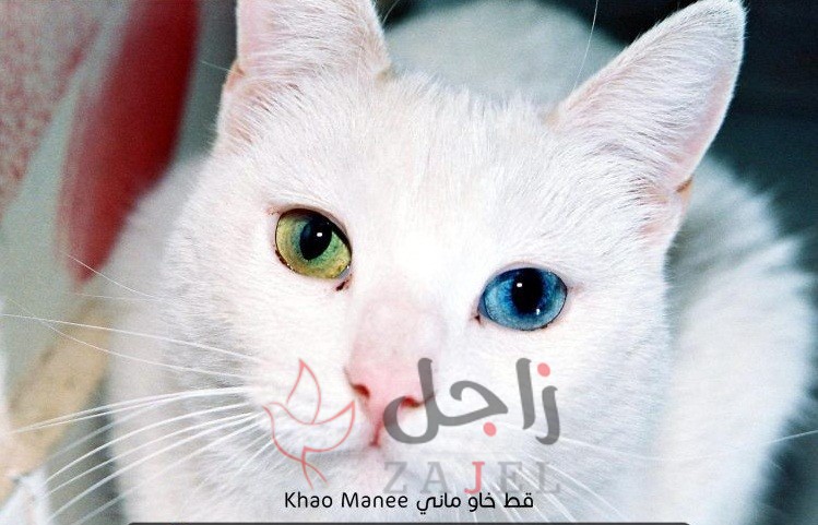 زاجل قطط خاو ماني0 - زاجل نيوز