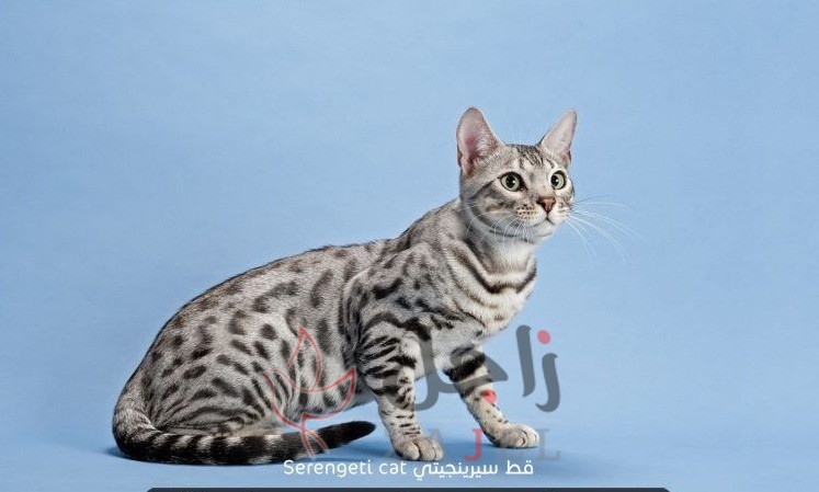 زاجل قطط سيرينجيتي - زاجل نيوز