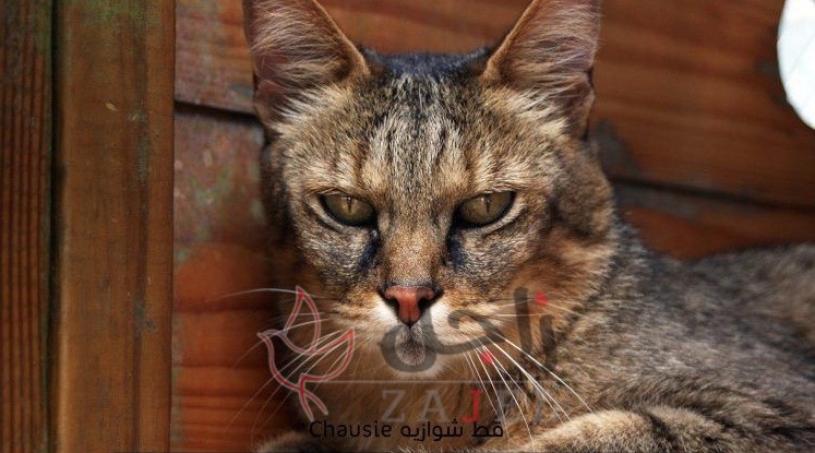زاجل قطط شوازيه - زاجل نيوز