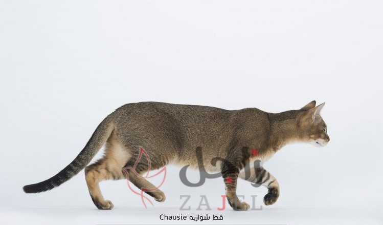 زاجل قطط شوازيه0 - زاجل نيوز