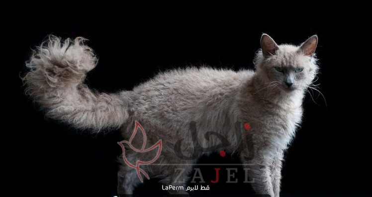 زاجل قطط لابرم - زاجل نيوز