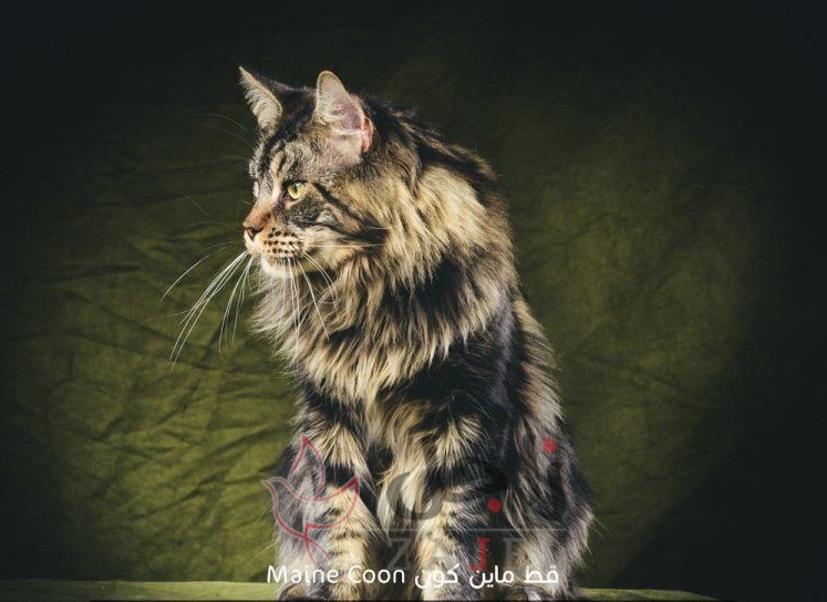 زاجل قطط ماين كون - زاجل نيوز