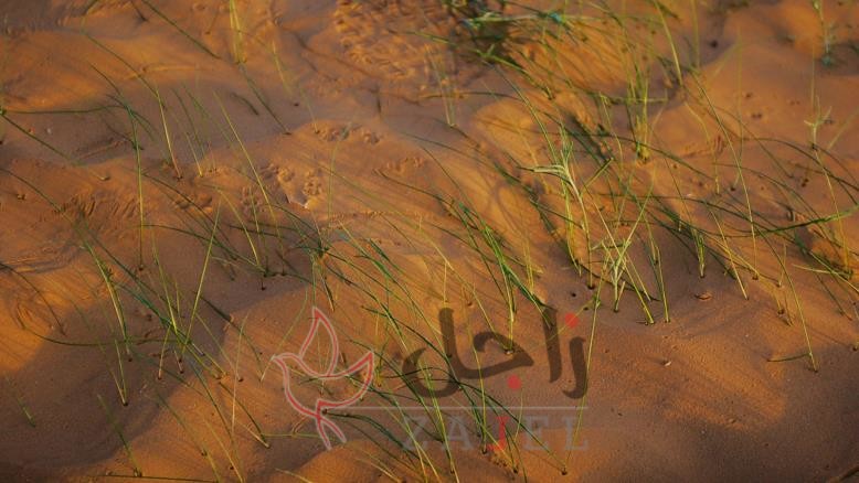 زاجل الالهخن - زاجل نيوز