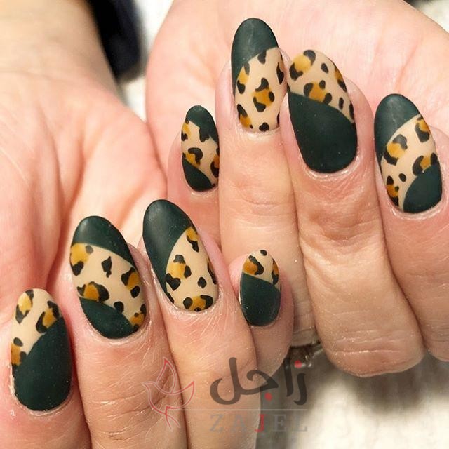 زاجل الجمال رلبتة - زاجل نيوز