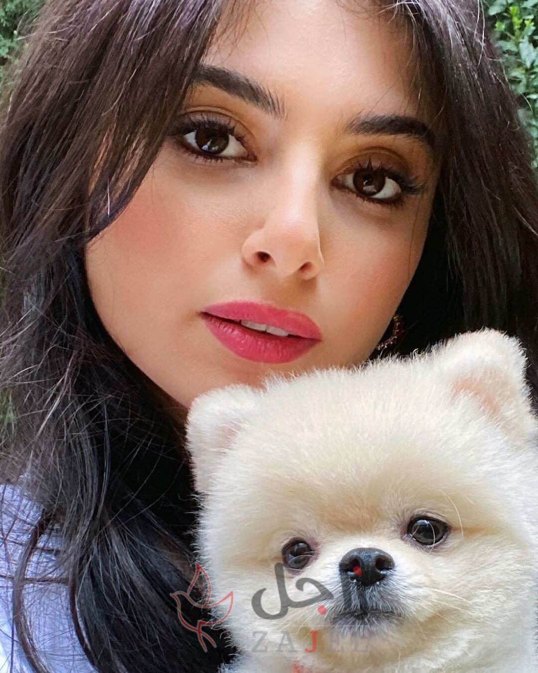 hmr shfh zhry - زاجل نيوز