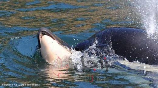 أنثى حوت تخرق قوانين الطبيعة.. وحزنها يبهر العالم