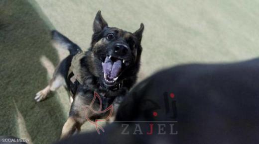 الميتة البشعة.. نزلت من سيارتها فقتلتها الكلاب