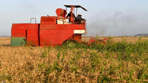 هكذا أصبح القمح سلاحاً دبلوماسياً في قلب الأزمة الأوكرانية