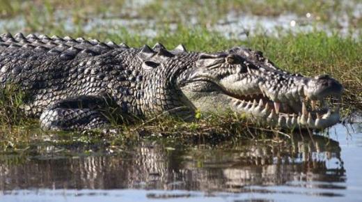 تمساح مفترس يصنع نهاية “صائد الأسود” (فيديو)