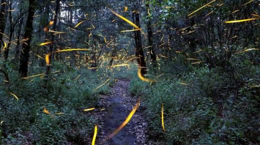 الصين تزرع غابات جديدة على مساحة واسعة