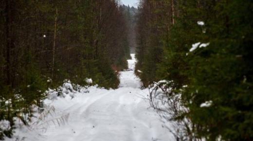 كلاب ينقذون أطفالا من الموت في إحدى غابات أورال الروسية