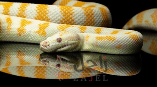 من سقف المطبخ… سقوط ثعبانَين على أسترالي