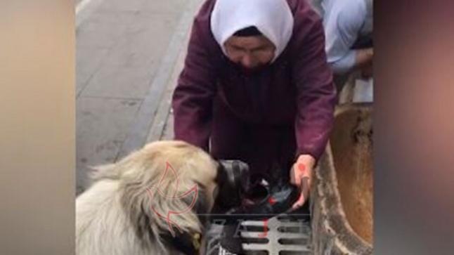 مسنة تركية روت عطش كلب بحذائها فأصبحت حديث مواقع التواصل الاجتماعي