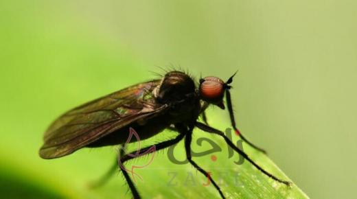 تدمير منزلا في فرنسا والسبب ذبابة