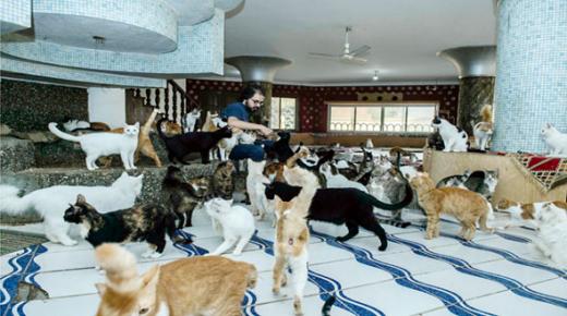 حيوانات شارع «محظوظة»!