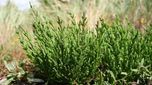 من الصحراء إلى المائدة… ساليكورنيا نموذج لزراعة المستقبل في الإمارات