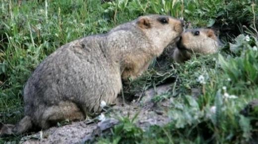 تسجيل أول إصابة به في الصين.. ما هو طاعون الموت الأسود”؟