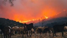 الجزائر ترسل معدات لتونس لمساعدتها في إخماد حرائق ضخمة قرب العاصمة