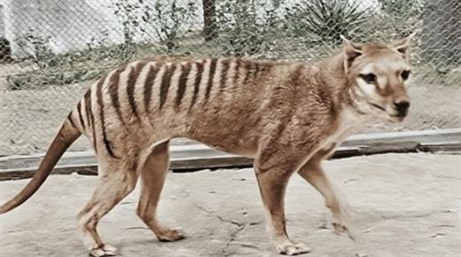 الببر التسماني المنقرض قد يعود للحياة