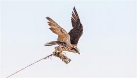 اتحاد الإمارات للصقور يطلق النسخة الثانية من سباقات التلواح التمهيدية