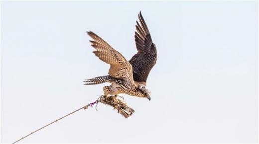 اتحاد الإمارات للصقور يطلق النسخة الثانية من سباقات التلواح التمهيدية