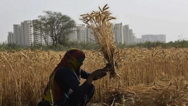 بسبب الأسعار الهند تقيد صادرات دقيق القمح