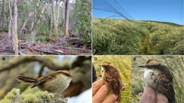 اكتشاف نوع جديد من الطيور في منطقة نائية بأمريكا الجنوبية