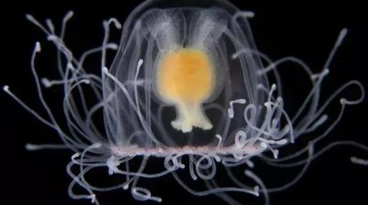 فك لغز الشباب المتجدد لقناديل البحر